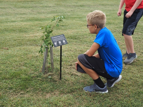 Student in a blue shirt read the informational plaque in front of the tree